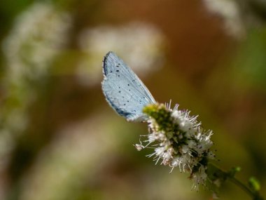 bahar üzerinde bir çiçek pollinating kelebek