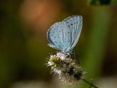 bahar üzerinde bir çiçek pollinating kelebek