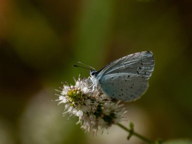 bahar üzerinde bir çiçek pollinating kelebek