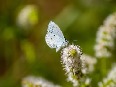 bahar üzerinde bir çiçek pollinating kelebek