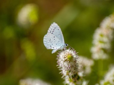 bahar üzerinde bir çiçek pollinating kelebek