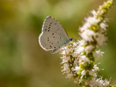 bahar üzerinde bir çiçek pollinating kelebek
