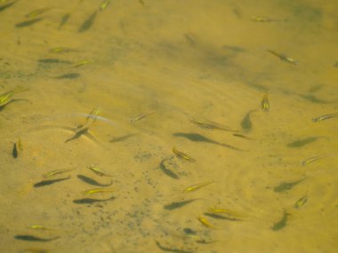 İspanya'da gölet suyunda balık. Doğa, seyahat