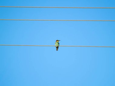  Telin üstünde tıraşlama kuş