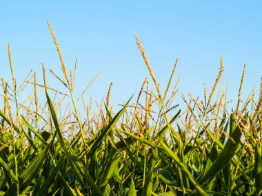 Tarım, alan Salamanca, İspanya 