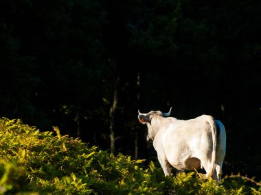 Cow at The Field, Ispanya
