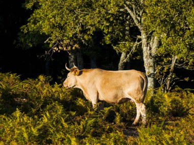 Cow at The Field, Ispanya