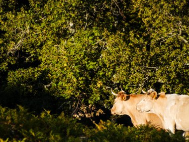Salamanca dehesa otlatma sürüsü (İspanya)