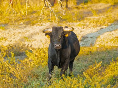 Yaz aylarında, İspanya mera üzerinde cesur boğa