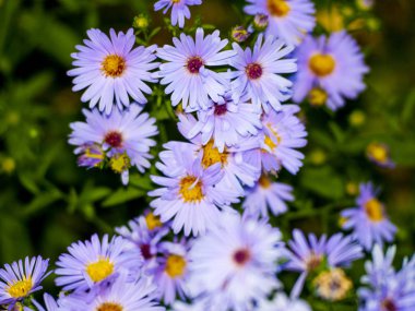 Bahçede açan çiçekler 