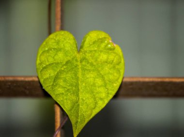 Taze yaprak yeşil, yakın çekim