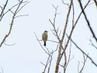  bir ağaç dalı üzerinde tüneme kuş