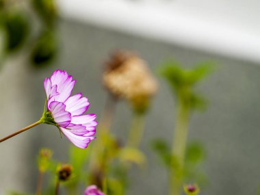 Bahar gündüz, kır çiçeği yakın çekim 