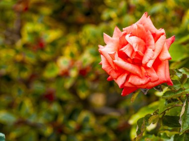 çiçek gül bahçesinde bahar çiçeklenme yakın çekim