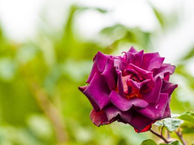 çiçek gül bahçesinde bahar çiçeklenme yakın çekim