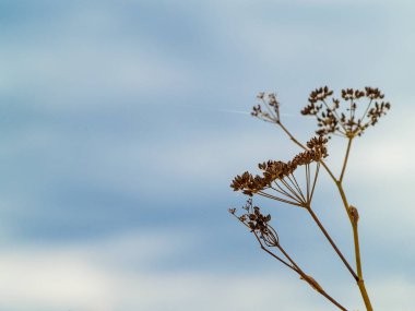 Alanda bahar yaban çiçekleri 