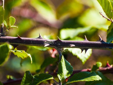   dikenli bitki doğal arka plana yakın