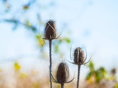 Alanda bahar yaban çiçekleri 