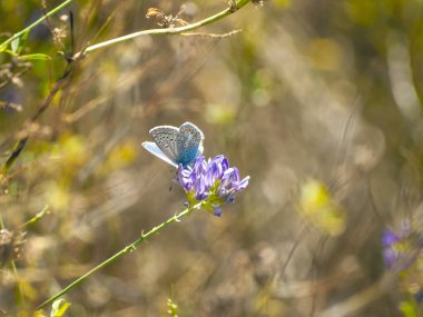bahar üzerinde bir çiçek pollinating kelebek