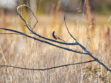  bir ağaç dalı üzerinde tüneme kuş
