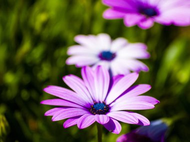 Bahçede açan çiçekler 