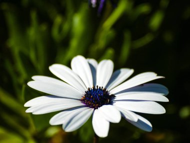 güzel parlak yaz çiçek yakın
