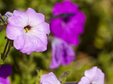 Bahar gündüz, kır çiçeği alan yakın çekim 