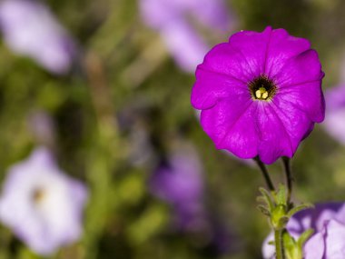 Bahar gündüz, kır çiçeği yakın çekim 