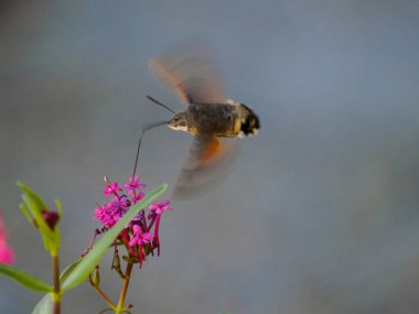 kelebek ve yaban çiçeği, doğa