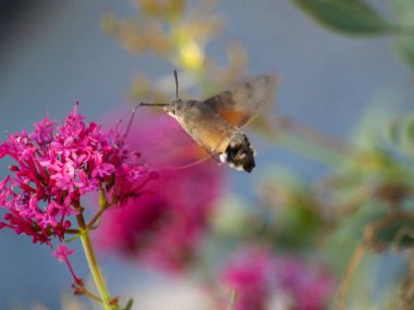 kelebek ve yaban çiçeği, doğa