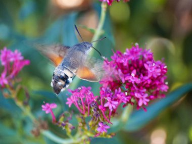 güzel çiçek açan yaz çiçek ve kelebek yakın