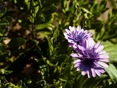 Bahar gündüz, kır çiçeği alan yakın çekim 