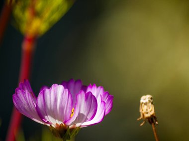 Bahar gündüz, kır çiçeği yakın çekim 
