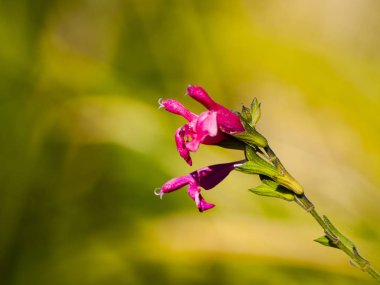 Bahar gündüz, kır çiçeği yakın çekim 