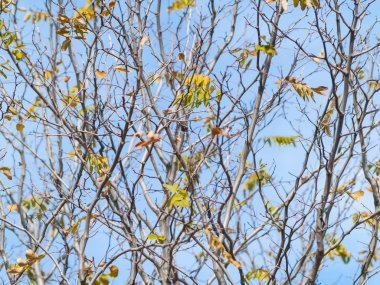 Yakın sarı sonbahar yaprakları