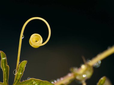 Yağmurdan sonra yapraklar 