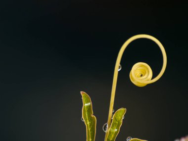 Yağmurdan sonra yapraklar 