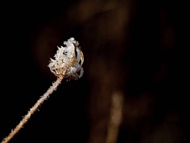 Karlı bir günde donmuş bitki 