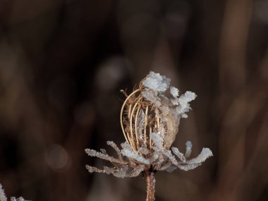 Karlı bir günde donmuş bitki 