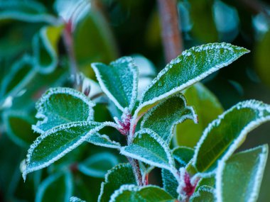 güzel yabani bitkiler, yakın