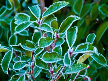 güzel yabani bitkiler, yakın