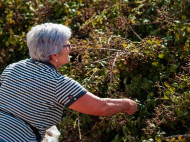 Yaşlı kadın bahçede böğürtlen toplama
