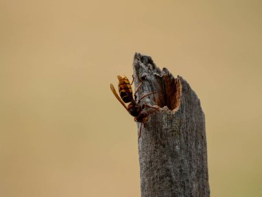 Apis mellifera - arı bir kök üzerinde