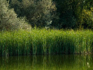 Ispanya 'da güzel bir göl. Doğa, seyahat