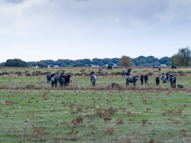 İspanya'da çiftlikte otlayan bir sürüsi. Tarım