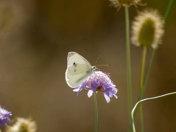 春の花を受粉蝶 — ストック写真