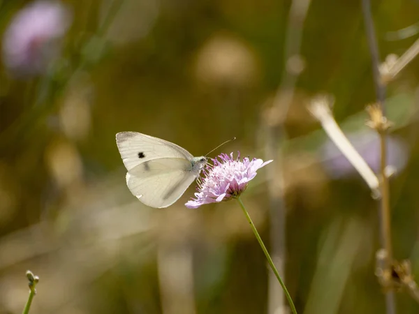 Borboleta Polinizando Uma Flor Primavera — Fotografia de Stock