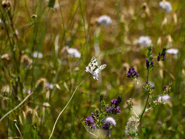 Motyl Zapylania Kwiatów Wiosnę — Zdjęcie stockowe