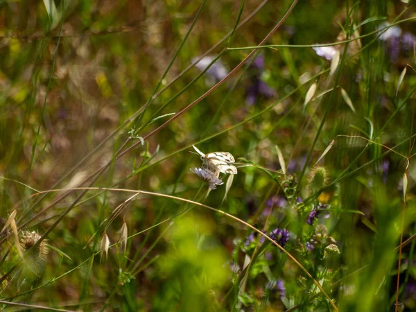 Close Wildflower Field Spring Daytime — стоковое фото