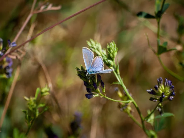 Motyl Zapylania Kwiatów Wiosnę — Zdjęcie stockowe